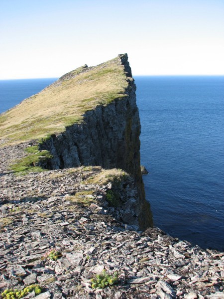 Hunda- og kattahreinsun í Fjarðabyggð