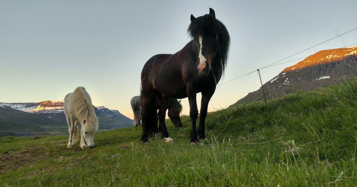 Búfjársamþykkt Fjarðabyggðar | Fjarðabyggð