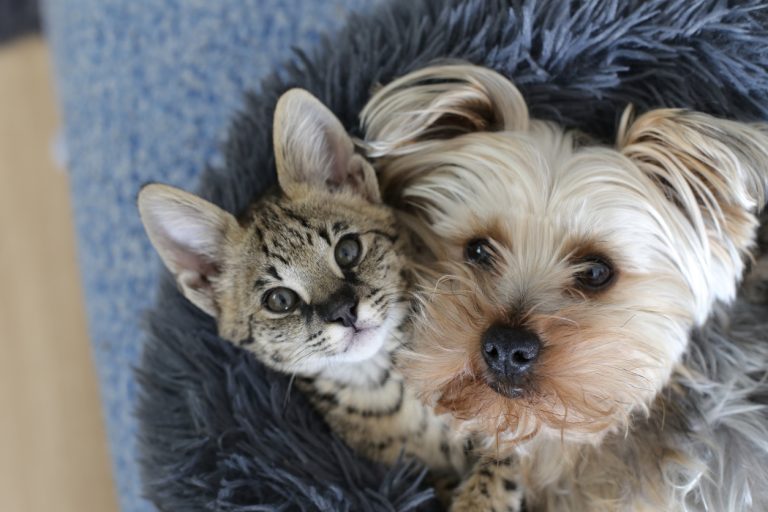 Dog and cat with together in bed.