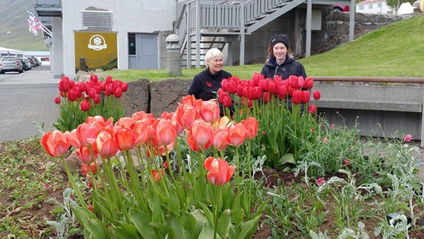 Sumargróður tekinn í gegn fyrir Sjómannadaginn Sumargróður tekinn í gegn fyrir Sjómannadaginn