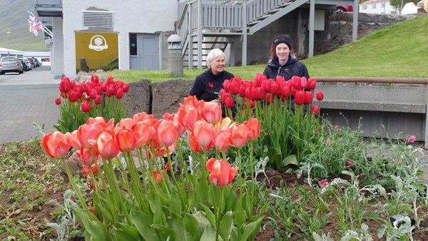 Sumargróður tekinn í gegn fyrir Sjómannadaginn