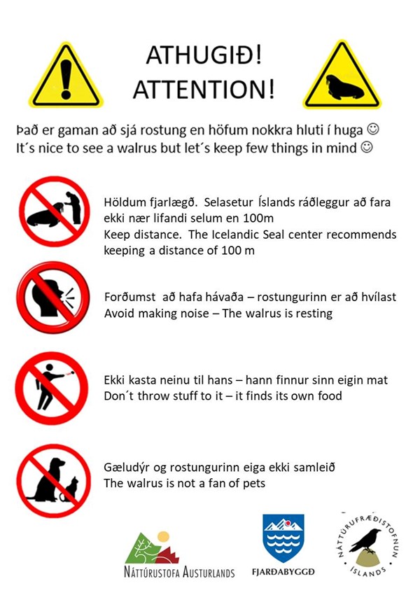 Rostungur í heimsókn í Breiðdalsvík