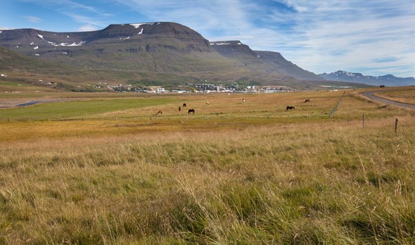 Þriðjungi minni flúor í grasi