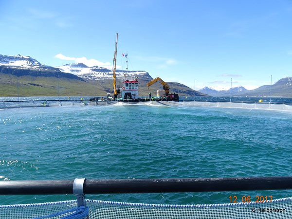 Stefna mótuð vegna fiskeldis í Fjarðabyggð