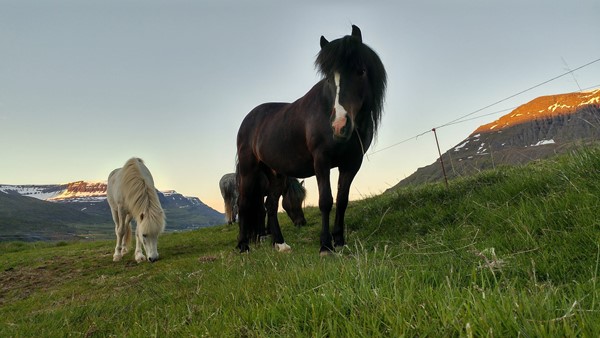 Búfjársamþykkt Fjarðabyggðar Búfjársamþykkt Fjarðabyggðar