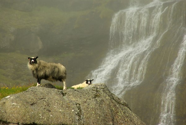 Bæjarráð Fjarðabyggðar lýsir yfir áhyggjum af stöðu sauðfjárræktar vegna verðfalls afurða